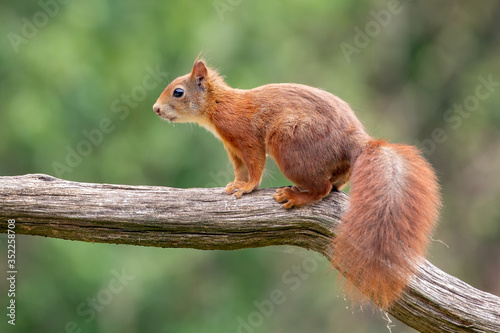 The beautiful and cute red squirrel is standing on a branch