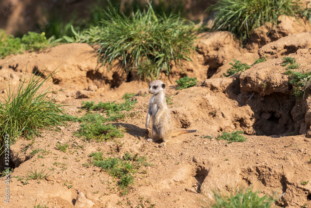 Meerkat - Suricata suricatta in a group in its natural habitat plays in a group. Meerkat - Suricata suricatta in a group in its natural habitat plays in a group.