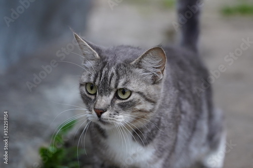 Portrait of domestic cat walking in garden. Close up of pussycat enjoying nature.