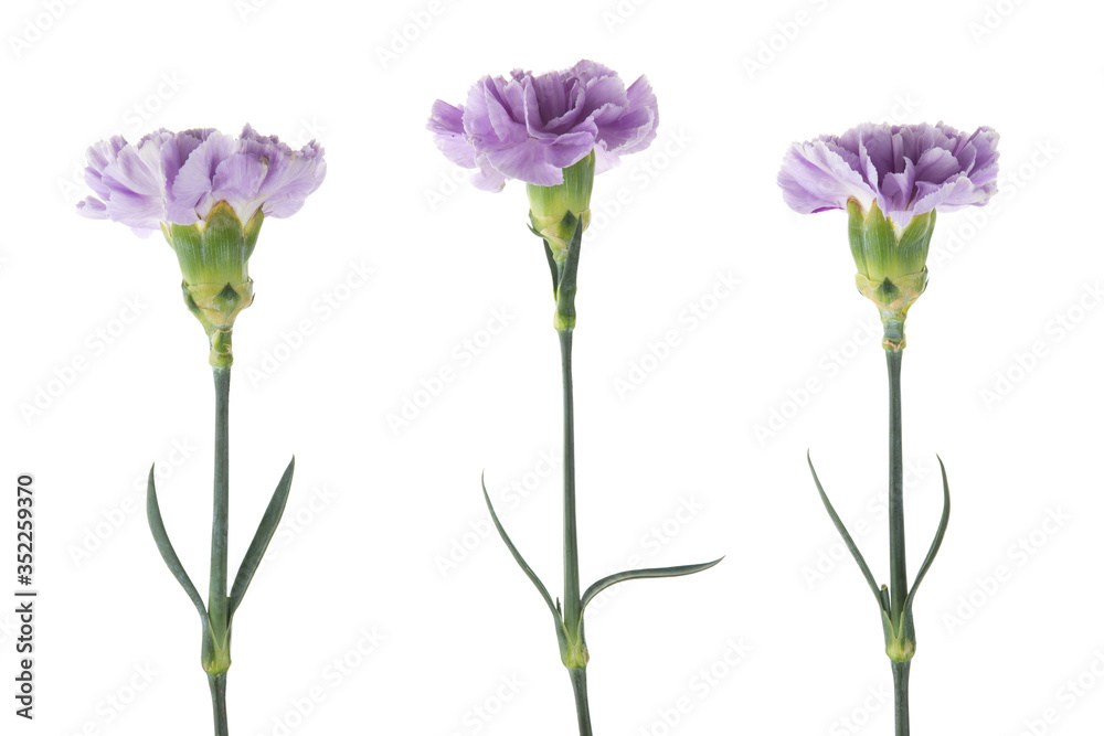 Purple carnations with green stem and leaves isolated on a white background