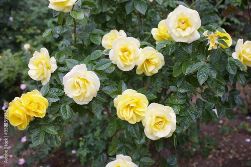 Beautiful yellow flowers on bush outdoors after rain