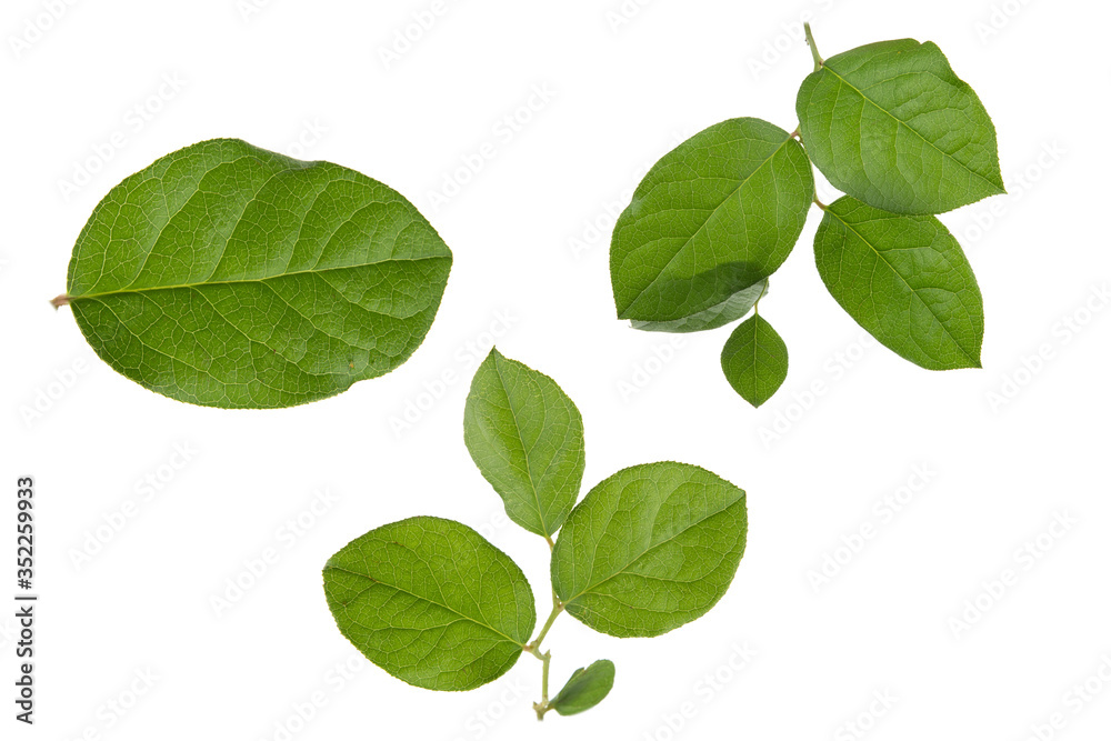 Green Apple tree leaves isolated on a white background Green Apple tree leaves isolated on a white background