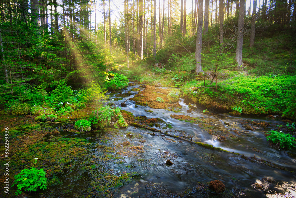 Obraz premium Wald mit Bach