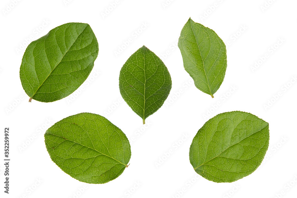Green Apple tree leaves isolated on a white background Green Apple tree leaves isolated on a white background