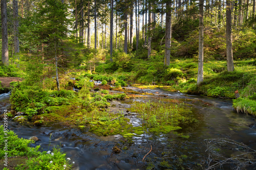 Obraz premium Wald mit Bach