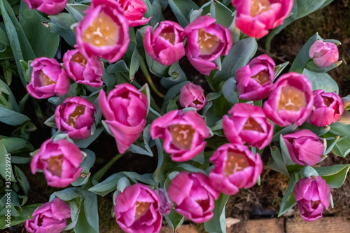 Fototapeta Naklejka Na Ścianę i Meble -  Top view of pink tulips. The peony tulip in the garden. Sunny spring day.