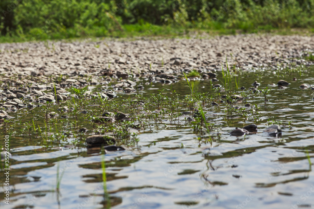 Fototapeta premium A small river with a rocky bottom in Siberia. Plants grow in warm and slow water between rocks.
