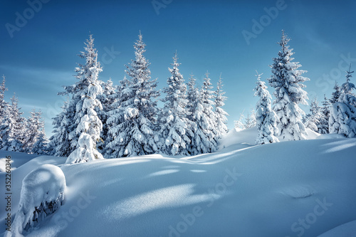 Wonderful winter landscape with trees in frost. Merry christmas and happy new year greeting background. .Winter landscape with snow and christmas trees. Awesome wintry Scenery. © jenyateua