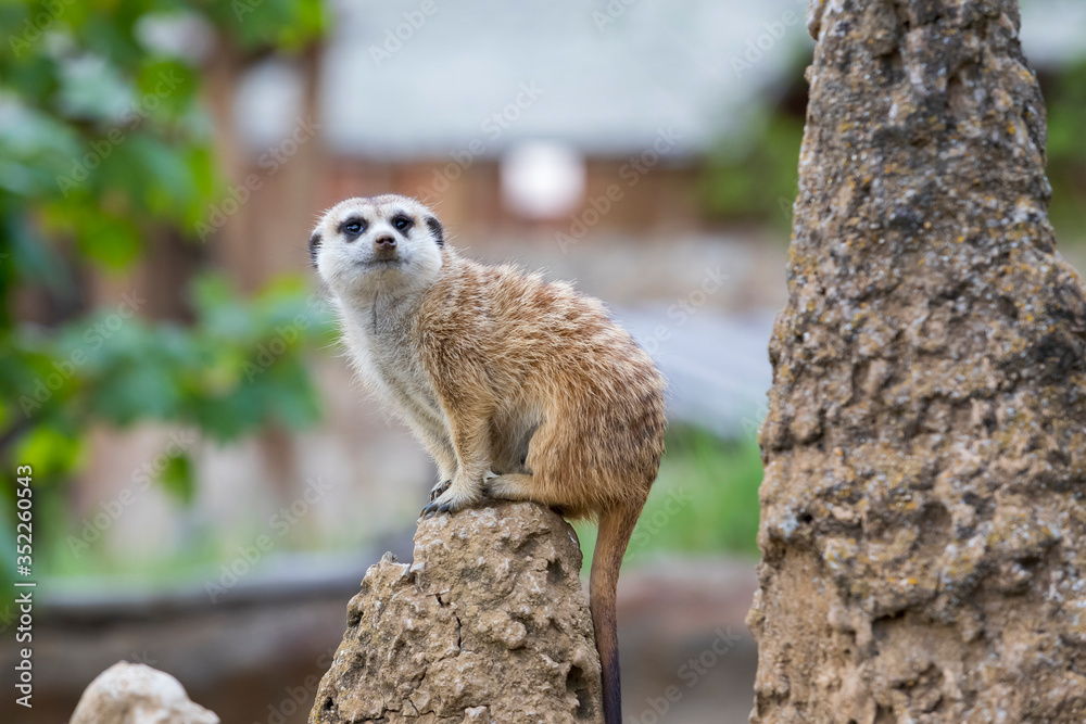 Fototapeta premium Meerkat - Suricata suricatta in a group in its natural habitat plays in a group.