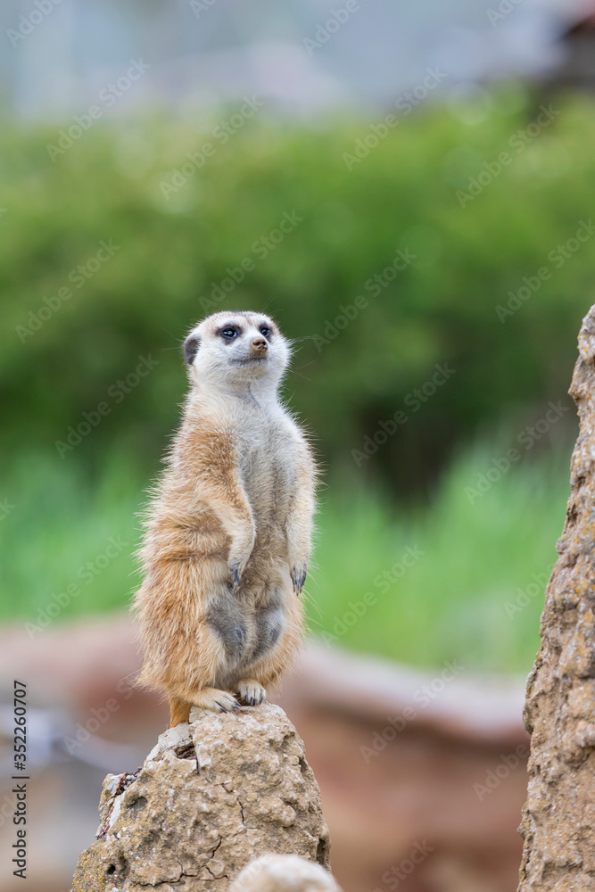 Meerkat - Suricata suricatta in a group in its natural habitat plays in a group. Meerkat - Suricata suricatta in a group in its natural habitat plays in a group.