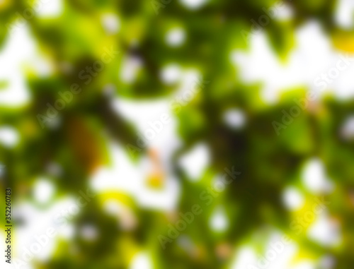 BLURRED BRANCH OF A FOREST TREE 