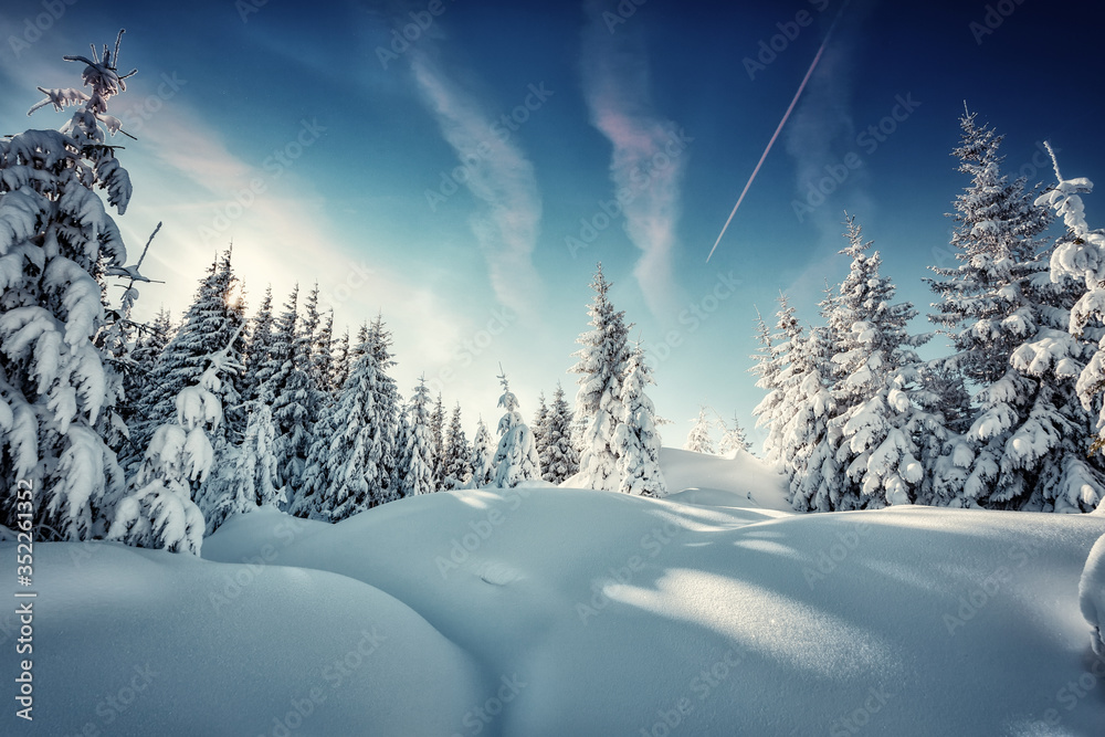 Wonderful winter landscape. snowcovered pine tree under sunlight. overcast colorful clouds, glowing in sunlight. christmas holiday concept. picturesque amazing scene. wintry sunny day. postcard Wonderful winter landscape. snowcovered pine tree under sunlight. overcast colorful clouds, glowing in sunlight. christmas holiday concept. picturesque amazing scene. wintry sunny day. postcard