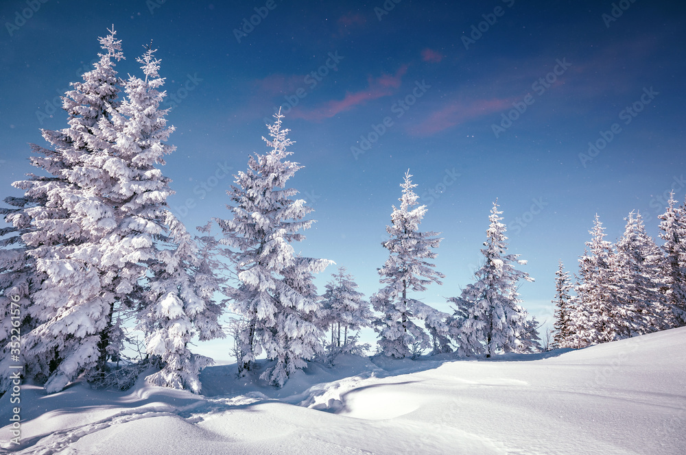 Splendid Alpine scenery in winter. Fantastic frosty morning in forest. snow-cowered pine trees under warm sunlight. Fantastic mountain highland. Amazing winter background. Wonderful Christmas Scene Splendid Alpine scenery in winter. Fantastic frosty morning in forest. snow-cowered pine trees under warm sunlight. Fantastic mountain highland. Amazing winter background. Wonderful Christmas Scene