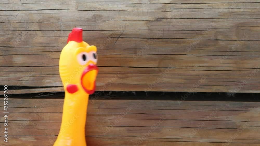 footage of toy rubber chicken 