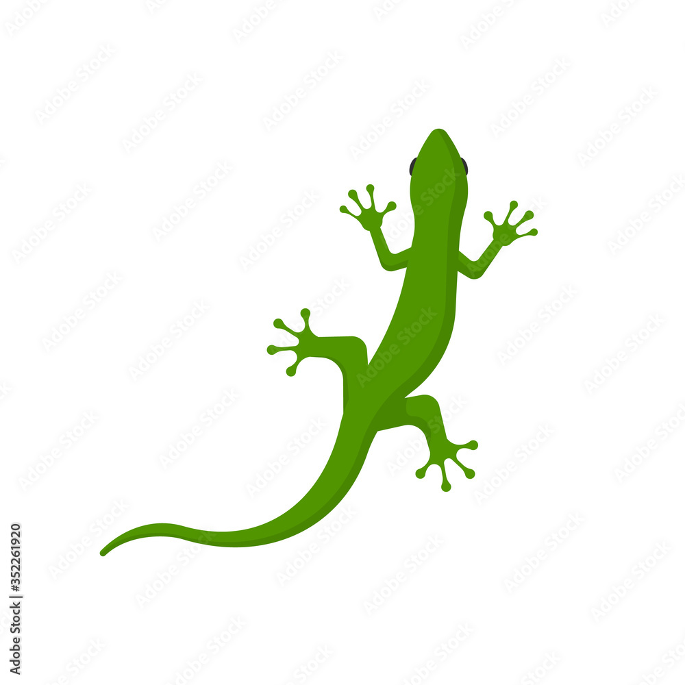 lizard isolated on white background. Vector illustration. lizard isolated on white background. Vector illustration.