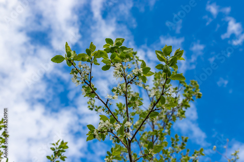 Inflorescence of cherry on branches with leaves and flowers. Blue sky background.