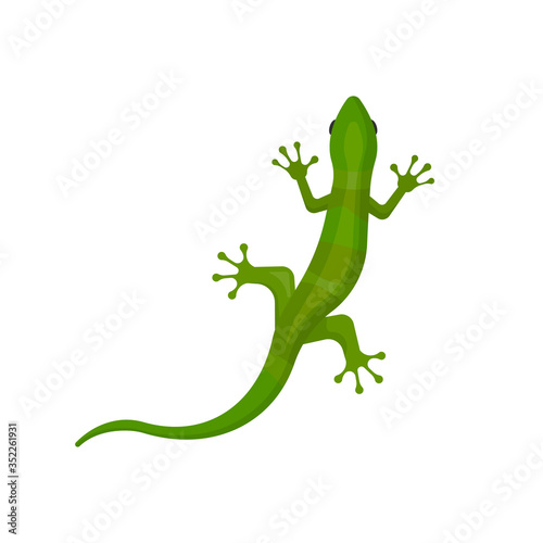 lizard isolated on white background. Vector illustration.
