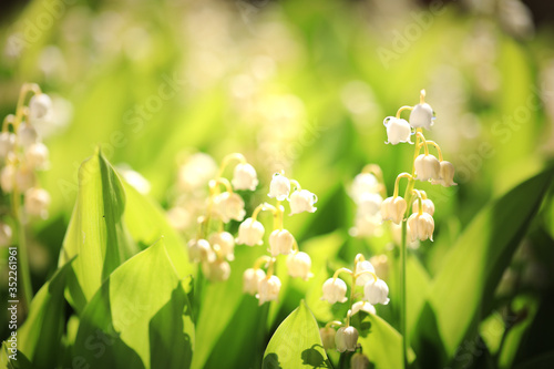 Lily of de valley