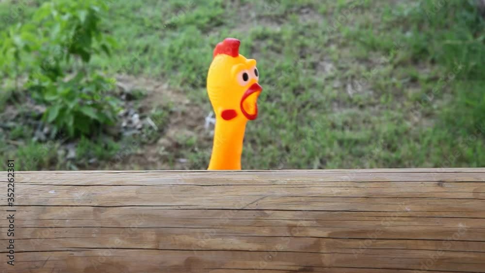 footage of toy rubber chicken 