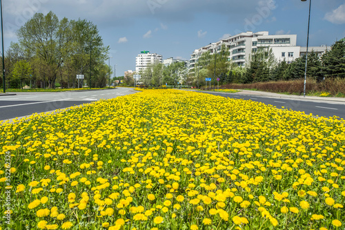 Warsaw, Poland, Ursynów district, yellow dandelions in a street meadow