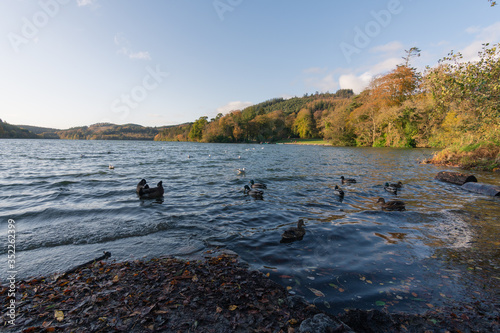 Ducks in Castlewellan Northen Ireland photo