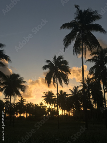 sunset over the palm trees