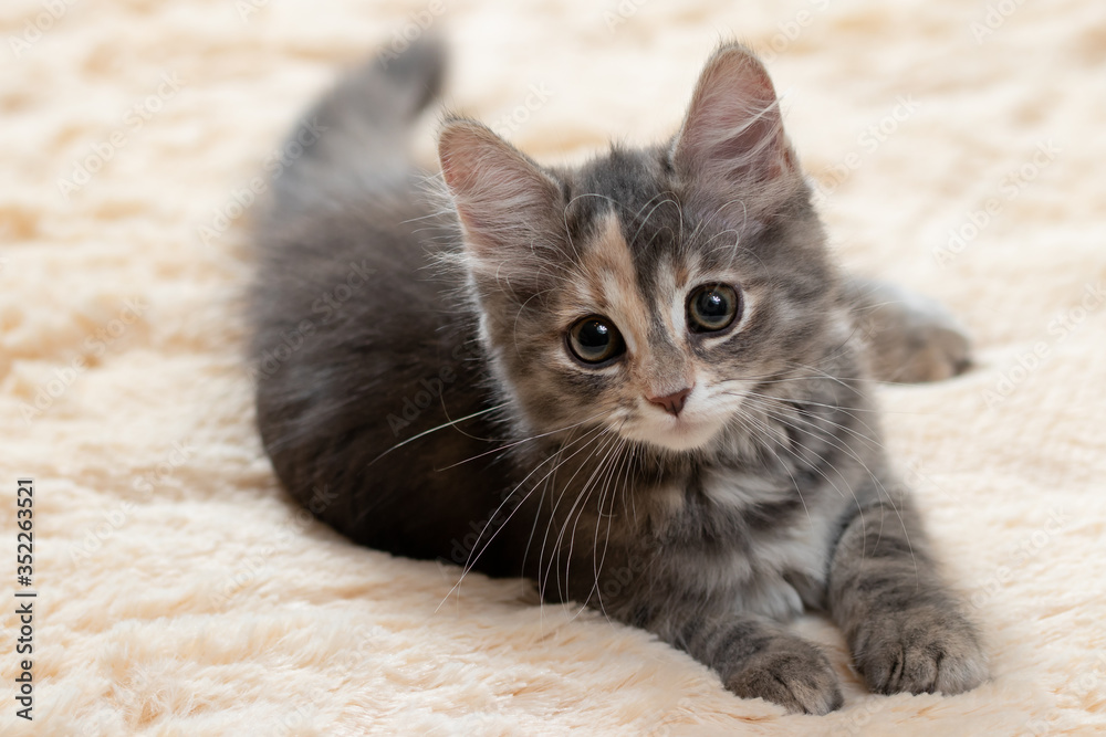 Cute gray kitten lies on a beige fur blanket