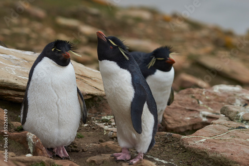 Colony of Rockhopper Penguins (Eudyptes chrysocome) on a grassy plain close to cliffs leading to the sea on Saunders Island on the Falkland Islands.