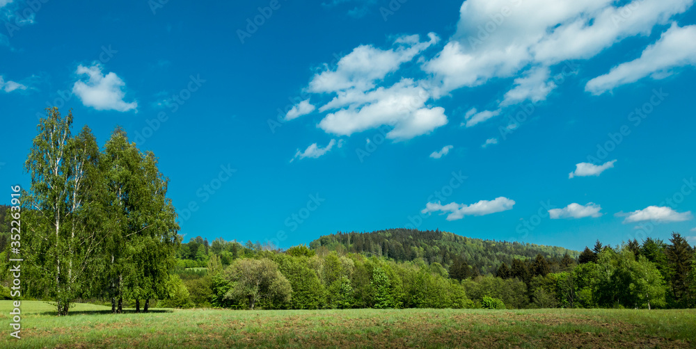 Fototapeta premium Drzewa na łące z górami w tle