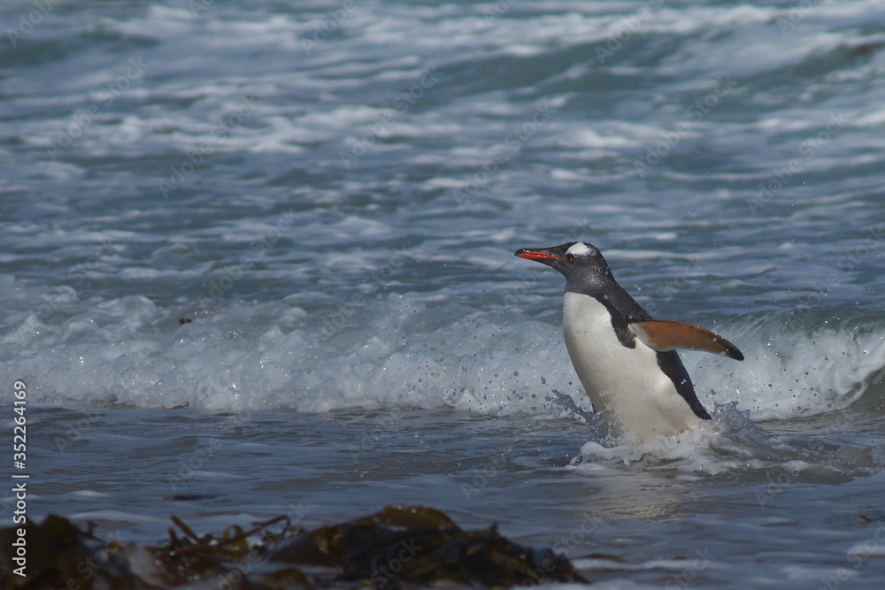 Naklejka premium Gentoo Penguin (Pygoscelis papua) coming ashore at The Neck on Saunders Island in the Falkland Islands.