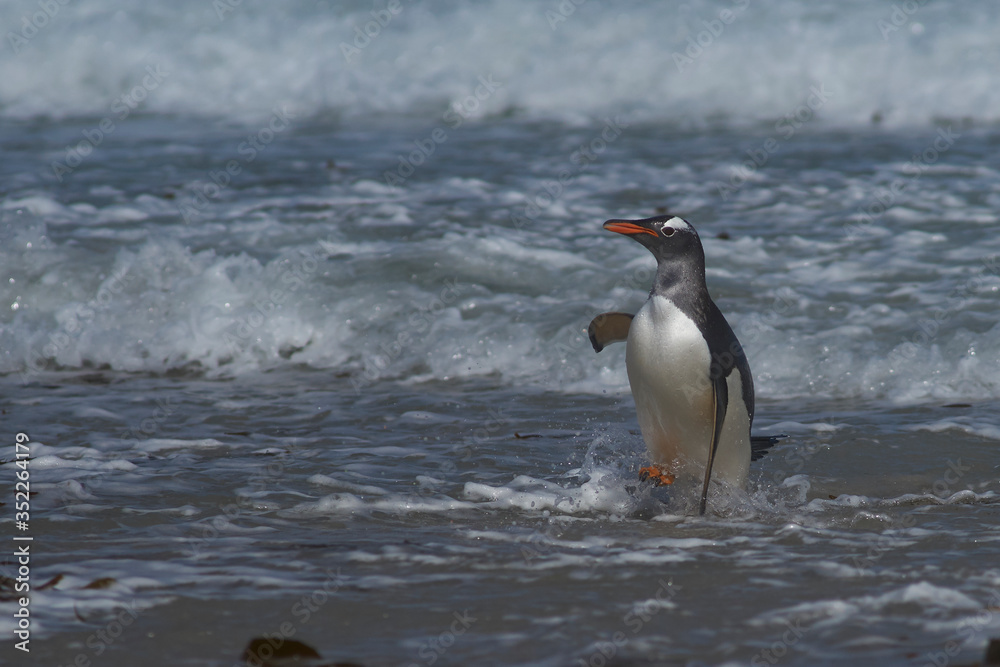 Fototapeta premium Gentoo Penguin (Pygoscelis papua) coming ashore at The Neck on Saunders Island in the Falkland Islands.