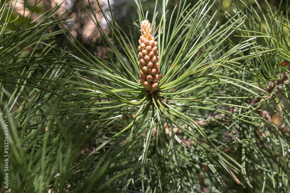Front view on young Spruce, Picea, tree branch. Close up on vividly green spruce needles from the young shoots branch center. Front view on young Spruce, Picea, tree branch. Close up on vividly green spruce needles from the young shoots branch center.