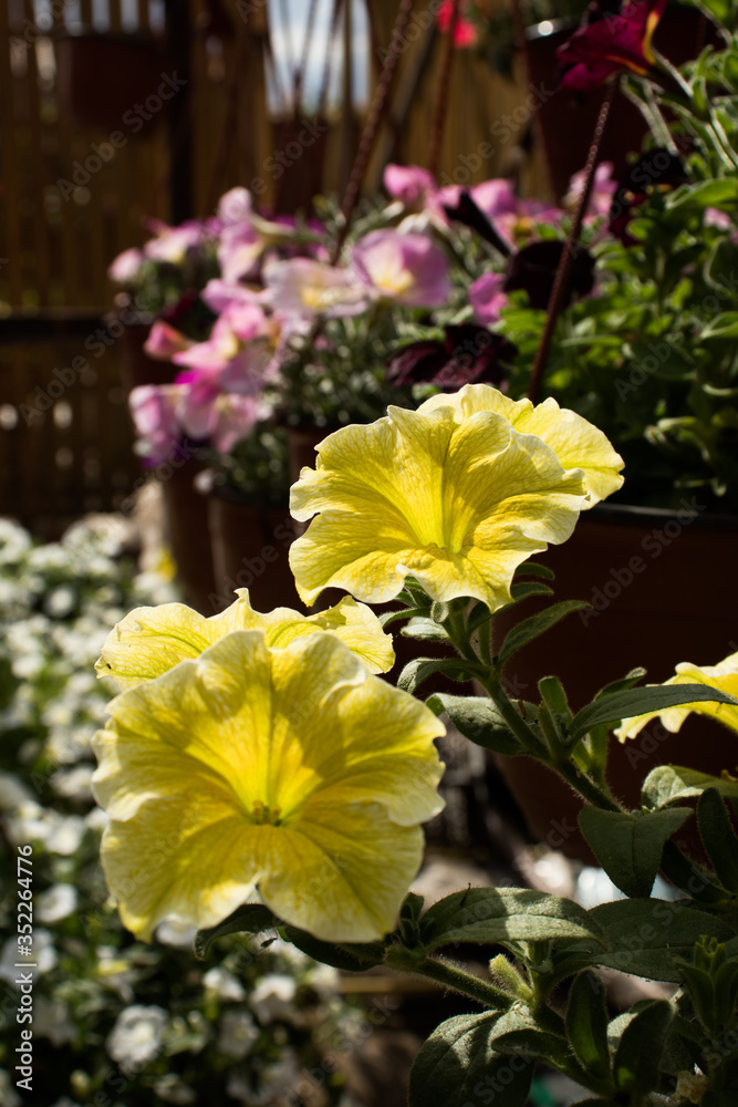 Obraz premium Flower: Yellow Ampoule Petunia blooms in the garden.
