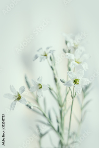 Białe delikatne kwiaty na rozmytym tle