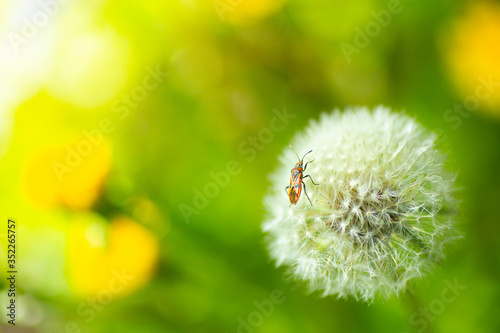 Nature, life and ecology background concept. Beetle on a dandelion flower in the forest on a sunny day close up.