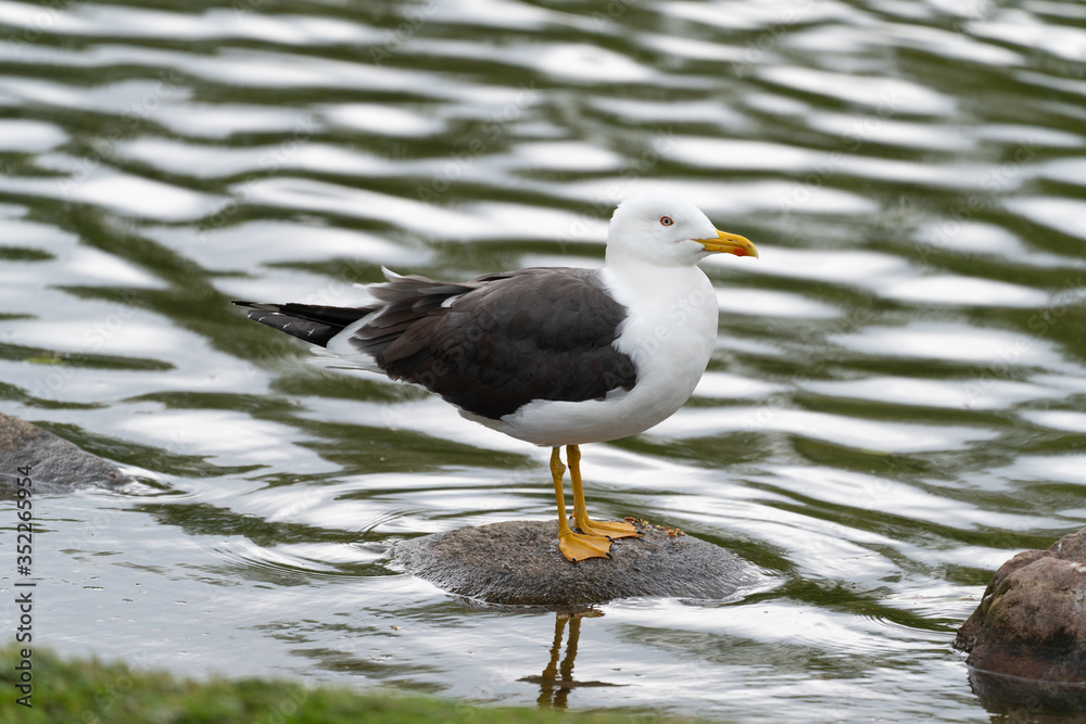 Lesser black-backed gull. Lesser black-backed gull.