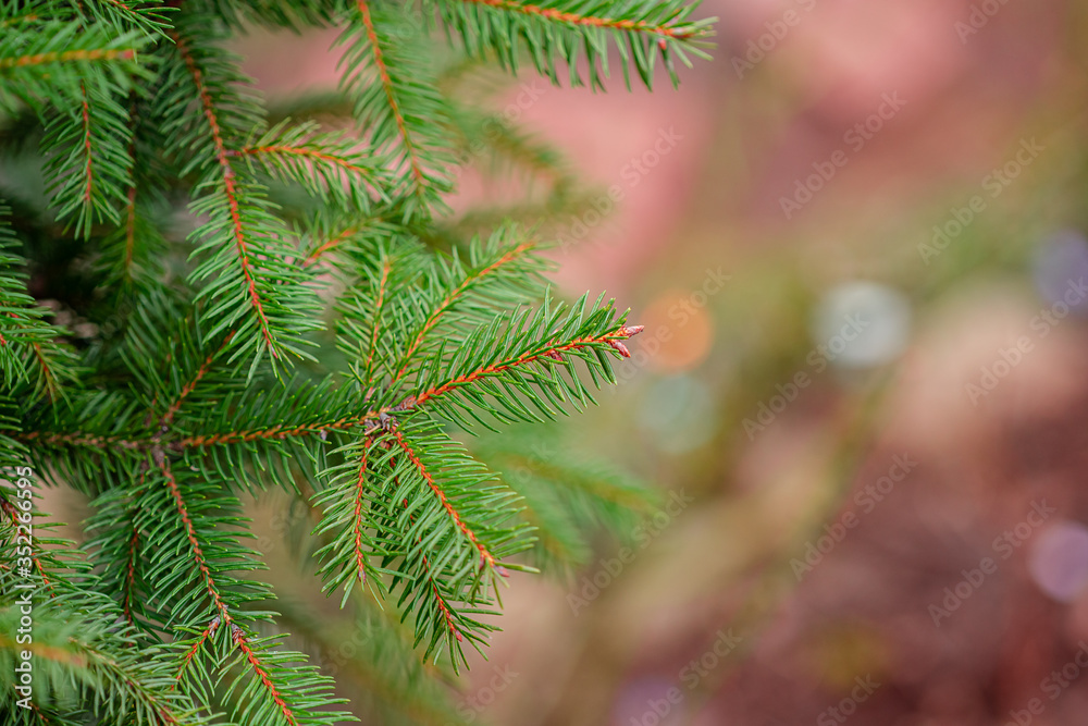 Colorado blue spruce close up framing open copy space with new spring growth and pine cones. Christmas concept. Colorado blue spruce close up framing open copy space with new spring growth and pine cones. Christmas concept.