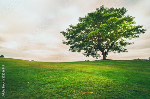 ecotravel and relax in nature on end year season from beauty large alone tree on mountain with green grass and cloudy sky background