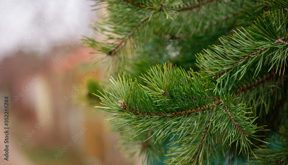 Obraz premium Green spruce close up framing open copy space with new spring growth and pine cones. Christmas concept.