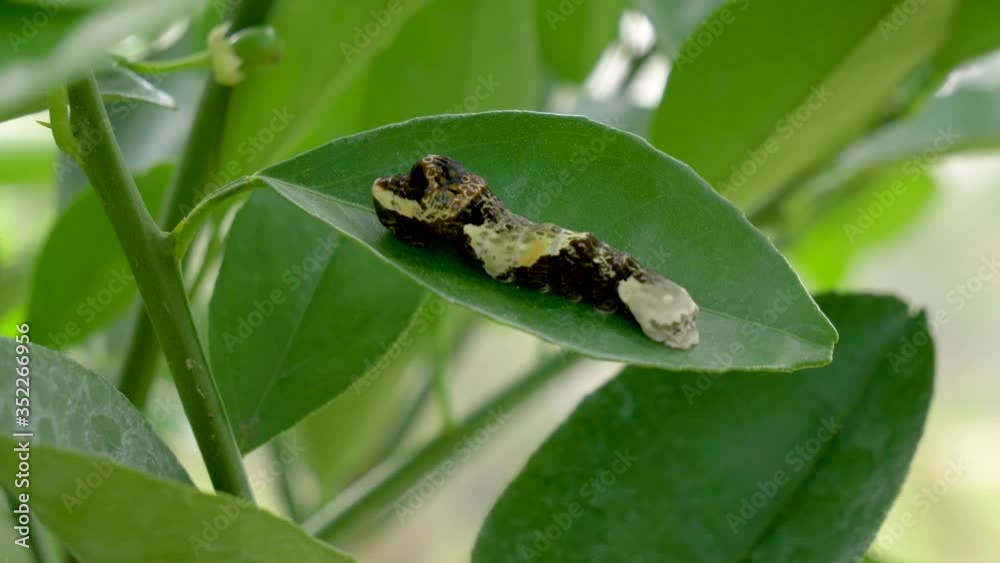Giant swallowtail caterpillar baby on a citrus tree Giant swallowtail caterpillar baby on a citrus tree