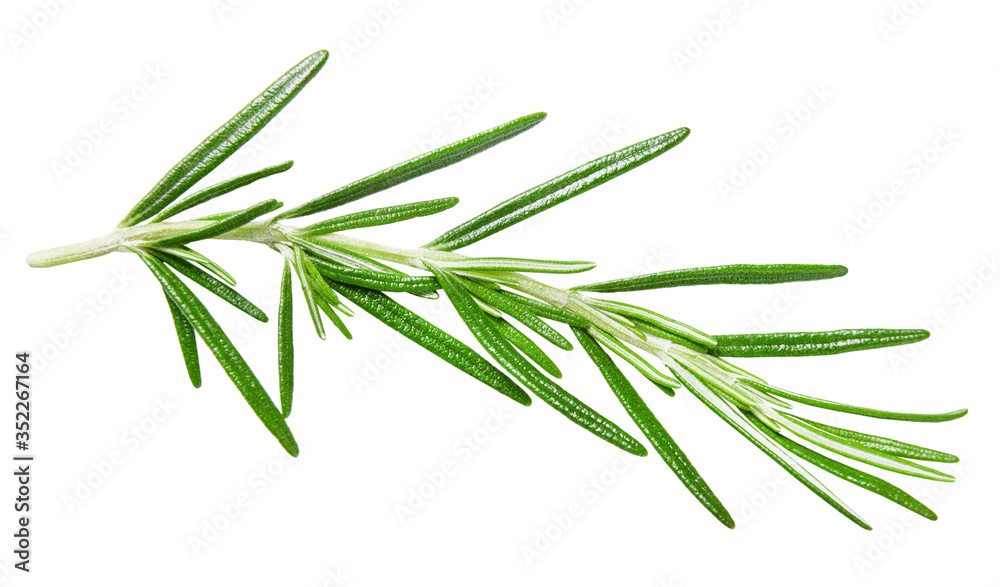 Fototapeta premium Sprig of rosemary on an isolated white background. Clipping path. Design element for print and web.