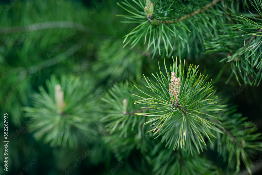 Green spruce close up framing open copy space with new spring growth and pine cones. Christmas concept. Green spruce close up framing open copy space with new spring growth and pine cones. Christmas concept.