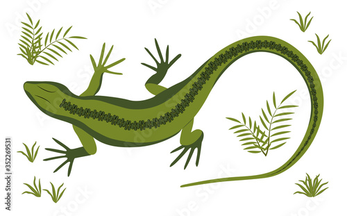 Green lizard vector illustration. Reptile with long body and tail  four legs and green skin. Design for poster  web site.