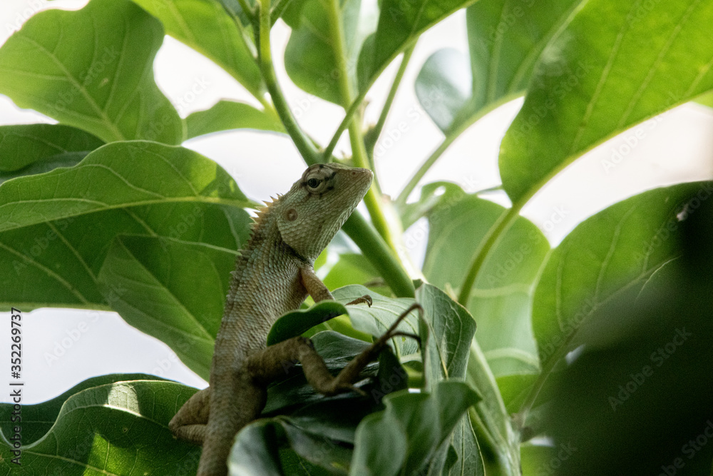 Chameleon on a mango tree. Dark background. Great for publications and magazines. Chameleon on a mango tree. Dark background. Great for publications and magazines.