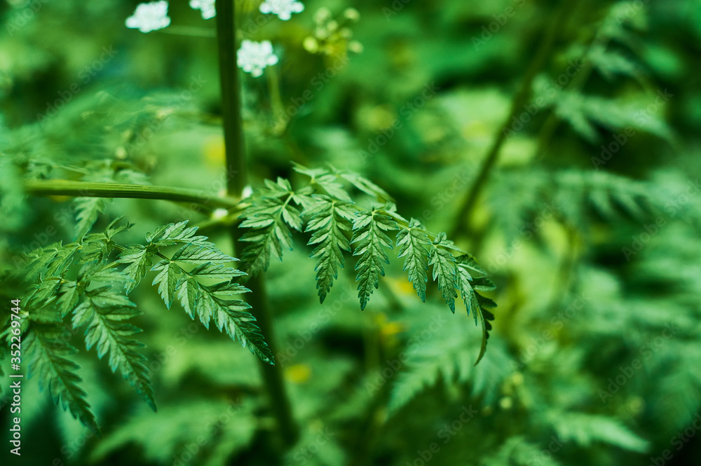 Background or texture of green, fresh and spring leaves of the wild plant cow parsley in the forest.