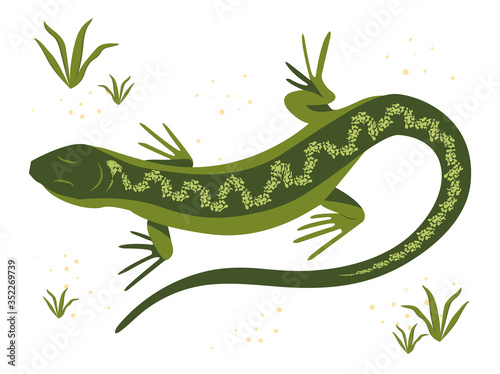 Green lizard vector illustration. Reptile with long body and tail  four legs and green skin. Design for poster  web site.