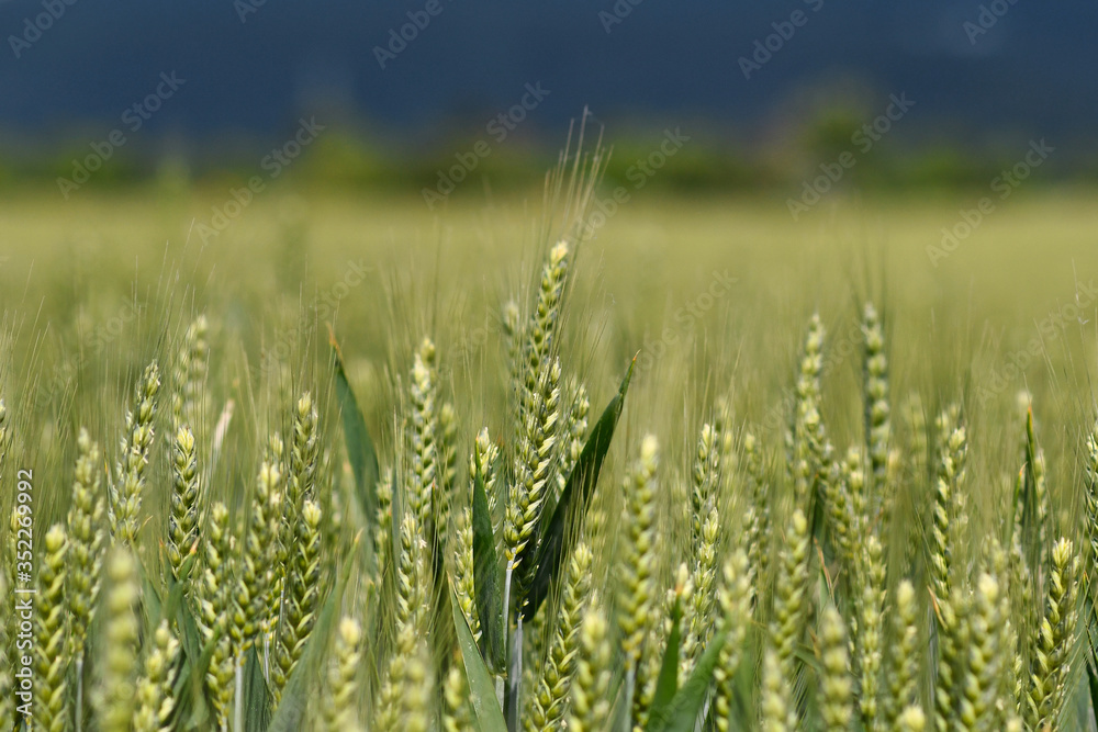 Field with green barley cereal grain plants Field with green barley cereal grain plants