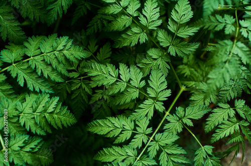 Background or texture of green  fresh and spring leaves of the wild plant cow parsley in the forest.