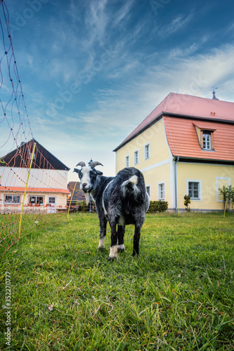 Ziege, Hausziege (Capra aegagrus hircus; früher Capra hircus), grau, weiß, vor Haus, Bauernhof, auf Weide,  Blick zurück, Freiraum oben photo