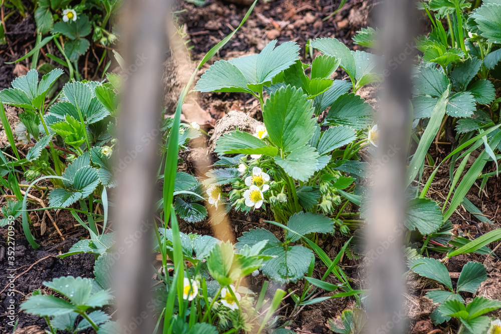 Fototapeta premium Blühende Erdbeerpflanze (Fragaria) im Bauerngarten mit Blick durch Holzzaun